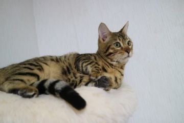 ベンガル【愛知県・女の子・2016年5月15日・ブラウンスポテッドタビー】の写真「人懐こいロゼットの可愛い女の子です★（避妊済）」