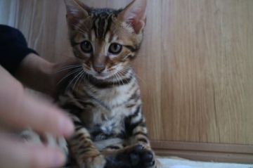 ベンガル【愛知県・男の子・2017年10月5日・ブラウンスポテッドタビー】の写真「特大ロゼットの可愛い～男の子★」