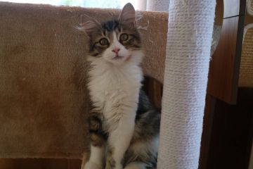 サイベリアン【愛知県・女の子・2019年6月16日・ブラックタビー&ホワイト】の写真「ハチワレソックスの可愛い～女の子☆」