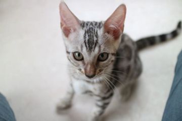 ベンガル【愛知県・男の子・2017年6月8日・シルバースポテッドタビー】の写真「ロゼットの綺麗な甘えん坊なシルバーくん★」