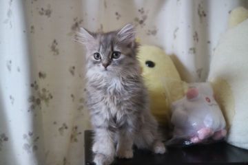 ラガマフィン【愛知県・女の子・2019年3月23日・ブルーパッチドタビー】の写真「とって甘えん坊で可愛い女の子☆」