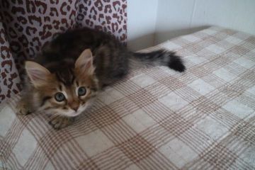 サイベリアン【愛知県・女の子・2020年7月31日・ブラウンスポテッドタビー】の写真「両親外産☆　すっごく可愛い女の子」