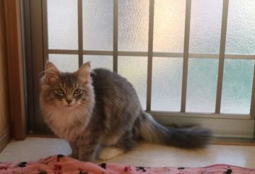 サイベリアン【愛知県・男の子・2018年8月12日・ブルーマッカレルタビー&ホワイト】の写真「　☆両親外産☆　諸事情あり！」