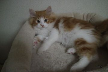 サイベリアン【愛知県・男の子・2020年2月15日・レッドタビー&ホワイト】の写真「レッドタビー＆ホワイトのイケにゃん♪」