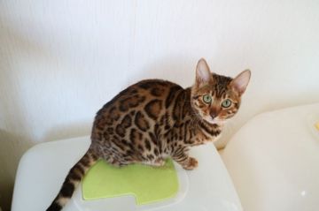 ベンガル【愛知県・男の子・2016年8月10日・ブラウンスポテッドタビー】の写真「綺麗なロゼットの男の子★」