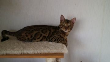 ベンガル【愛知県・男の子・2016年5月15日・ブラウンスポテッドタビー】の写真「」