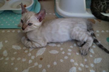 ベンガル【愛知県・女の子・2018年9月15日・シールリンクススポテッドタビー】の写真「ロゼットの綺麗なスノーベンガルの女の子☆」