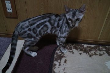 ベンガル【愛知県・男の子・2021年3月5日・シルバースポテッドタビー(ロゼット)】の写真「お顔の可愛い～綺麗なカラーのシルバーくん☆」