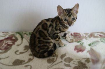 ベンガル【愛知県・男の子・2018年3月16日・ブラウンスポテッドタビー】の写真「早期去勢後のお渡し★特大ロゼットの超綺麗な男の子★」