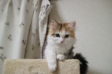 ラガマフィン【愛知県・女の子・2017年12月15日・ブラウンパッチドタビー&ホワイト】の写真「一番しっかりした女の子★綺麗なお顔です！」