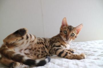 ベンガル【愛知県・男の子・2017年5月10日・ブラウンスポテッドタビー】の写真「大きいロゼットの可愛い～男の子★」