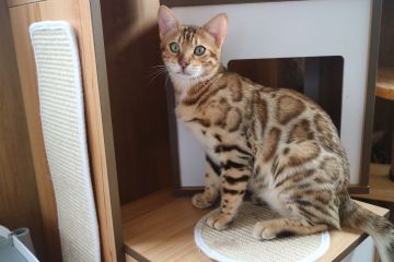 ベンガル【愛知県・男の子・2018年10月5日・ブラウンスポテッドタビー】の写真「大きいロゼットの綺麗な男の子☆」