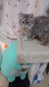 ラガマフィン【愛知県・女の子・2017年12月15日・ブルータビー】の写真「とっても美人さんです★」