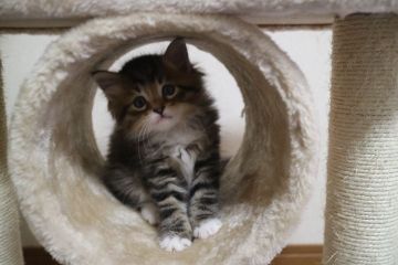 サイベリアン【愛知県・男の子・2019年3月20日・ブラウンマッカレルタビー&ホワイト】の写真「ソックス履きの可愛い～お顔の男の子★」