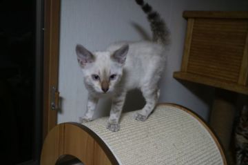 ベンガル【愛知県・女の子・2018年9月22日・シールリンクススポテッドタビー】の写真「ドーナツロゼットの綺麗なスノー女の子★」