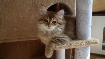 サイベリアン【愛知県・男の子・2019年8月28日・ブラウンスポテッドタビー】の写真「両親外産☆とっても美形な男の子♪」