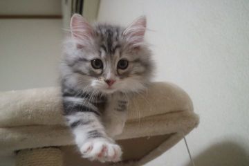 サイベリアン【愛知県・男の子・2020年2月15日・シルバークラシックタビー&ホワイト】の写真「綺麗なお顔立ちのシルバーくん♪」