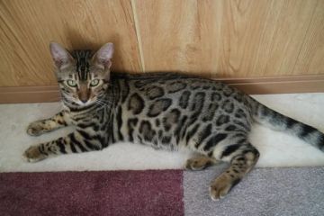 ベンガル【愛知県・男の子・2018年9月22日・ブラウンスポテッドタビー】の写真「ロゼットのとても綺麗な男の子☆」
