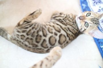 ベンガル【愛知県・女の子・2017年6月8日・ブラウンスポテッドタビー】の写真「ロゼットの綺麗な女の子★」