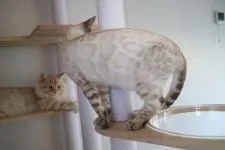 ベンガル【愛知県・男の子・2021年7月17日・シールスポテッドリンクスポイント(ロゼット)】の写真2