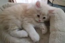 サイベリアン【愛知県・男の子・2020年2月15日・クリーム(カメオ)タビー&ホワイト】の写真4