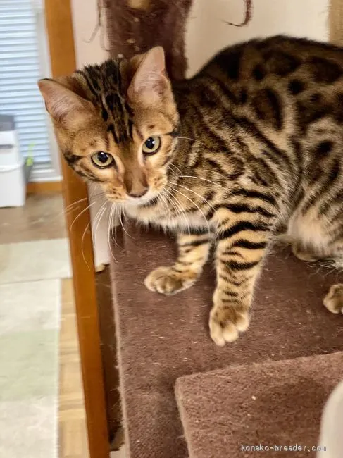 ゆきどんのちち 様のお迎えした子猫