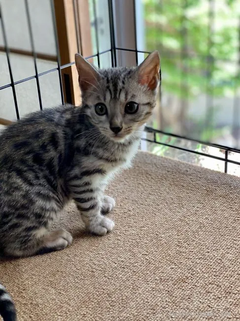 ID：2106-00844の子猫