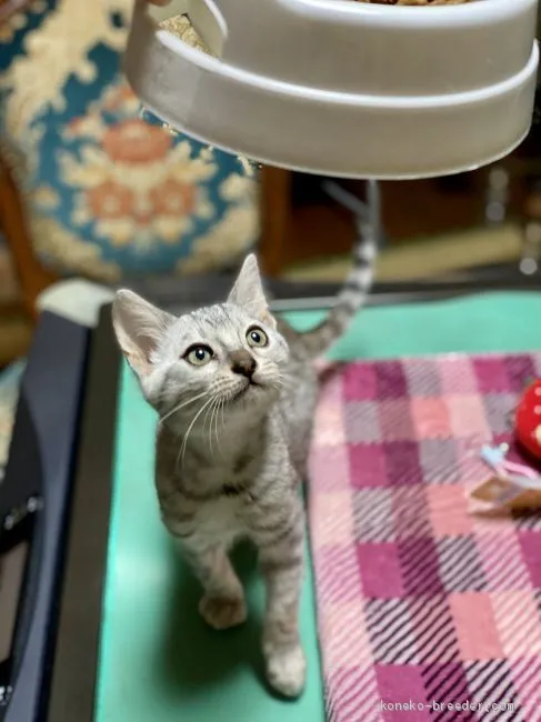 つーちゃん母 様のお迎えした子猫