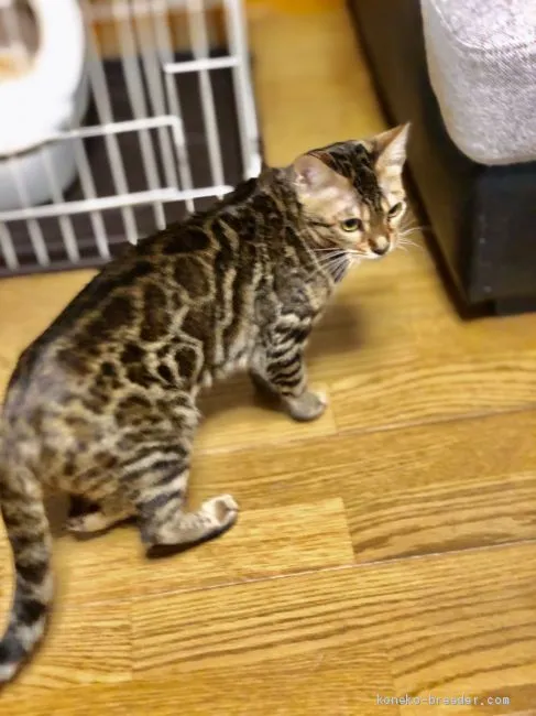ID:1907-00019の子猫