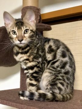 ベンガル【千葉県・女の子・2018年10月26日・ブラウンスポテットタビー】の写真「膝の上にちょこんと乗ってきます。」