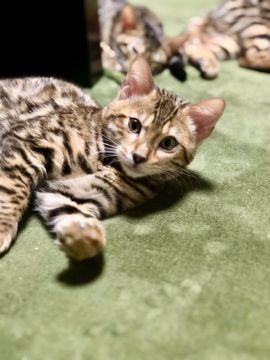 ベンガル【千葉県・女の子・2018年10月18日・ブラウンスポテットタビー】の写真「ロゼットの濃淡くっきり毛並みの良さは絶品。」
