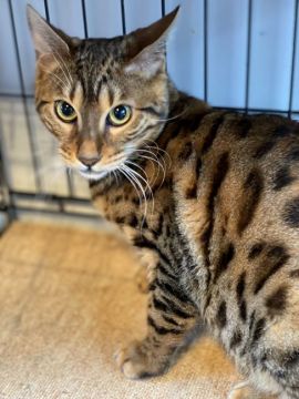 ベンガル【千葉県・男の子・2021年3月31日・ブラウンスポテッドタビー】の写真「値下げいたしました。」