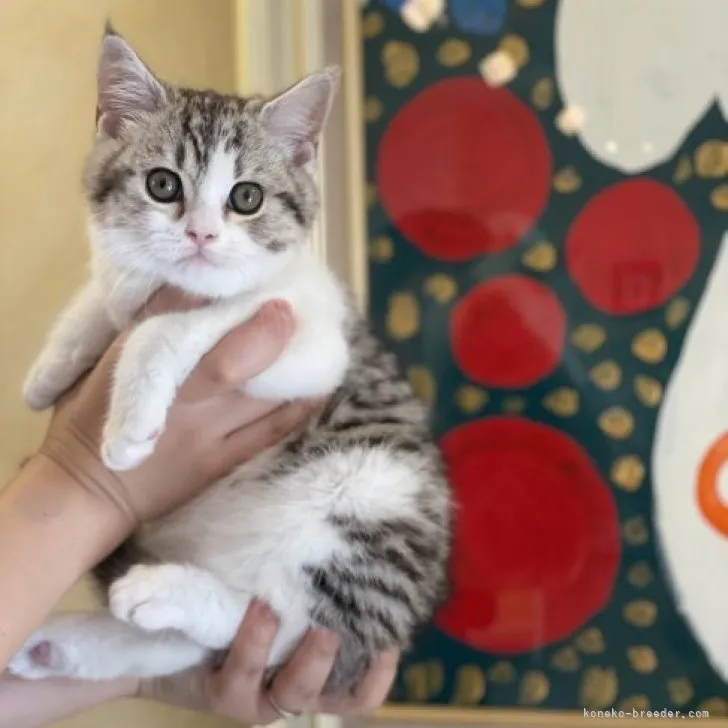 ID：2306-03317の子猫