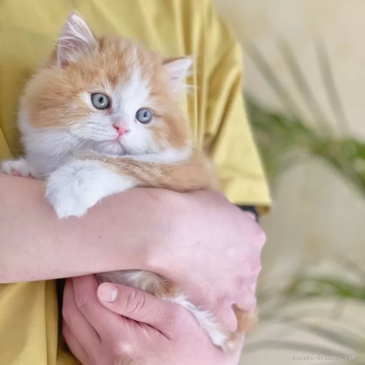 ID：2403-01693の子猫