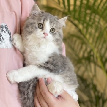 スコティッシュフォールド(立ち耳)【山梨県・女の子・2023年3月29日・ブルータビーホワイト】の写真「まん丸おめ目のかわいい女の子です✨️」
