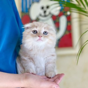 スコティッシュフォールド(折れ耳)【山梨県・男の子・2023年8月3日・クリームタビーホワイト】の写真「抱っこに慣れています😊」