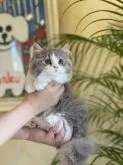 スコティッシュフォールド(立ち耳)【山梨県・女の子・2023年3月29日・ブルータビーホワイト】の写真3