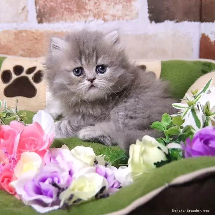 ID:2404-01433の子猫