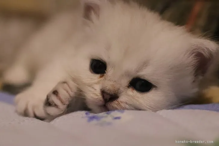 ID：2106-01172の子猫