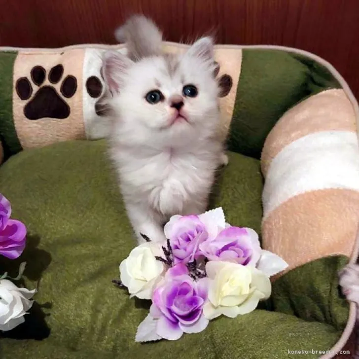 ID：2309-01085の子猫