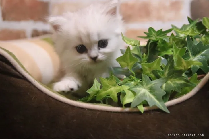 ID:2112-00626の子猫