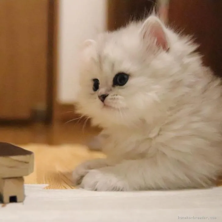 ID:2302-01814の子猫