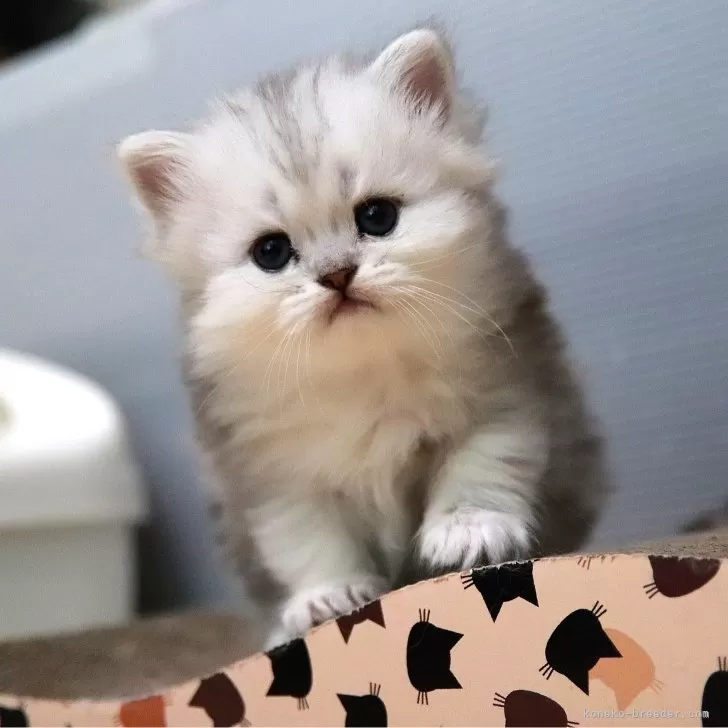 ID:2405-00717の子猫