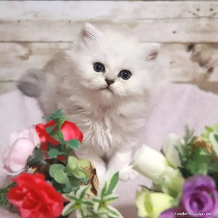 K.H 様のお迎えした子猫