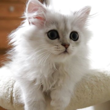 ペルシャ(チンチラ)【北海道・男の子・2025年9月18日・チンチラシルバー（長毛）】の写真「ゴロゴロ人懐っこい男の子♪」