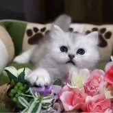 ペルシャ(チンチラ)