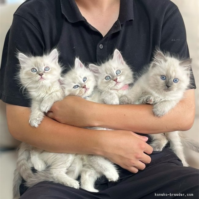 5月5日生まれの4兄妹ちゃんです🐾✨｜嶋田　修士(しまだ　しゅうじ)ブリーダー(東京都・サイベリアン・ICC登録)の紹介写真2