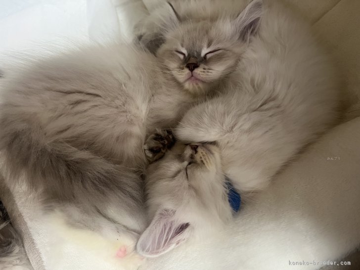 仲良しな子猫💕｜嶋田　修士(しまだ　しゅうじ)ブリーダー(東京都・サイベリアン・ICC登録)の紹介写真3