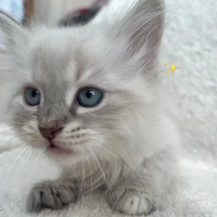 猫田ページ BTM 猫 ケージ キャットケージ ペットケージ キャスター付 猫