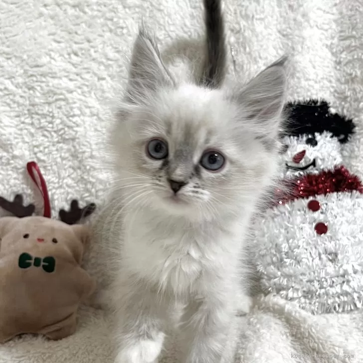 S.T 様のお迎えした子猫